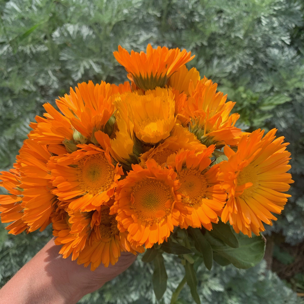 organic calendula flowers seeds