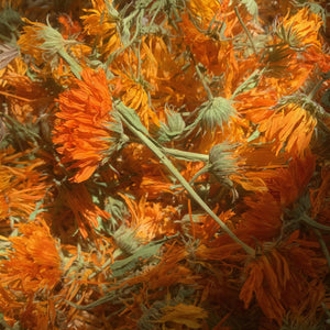 organic calendula flowers seeds